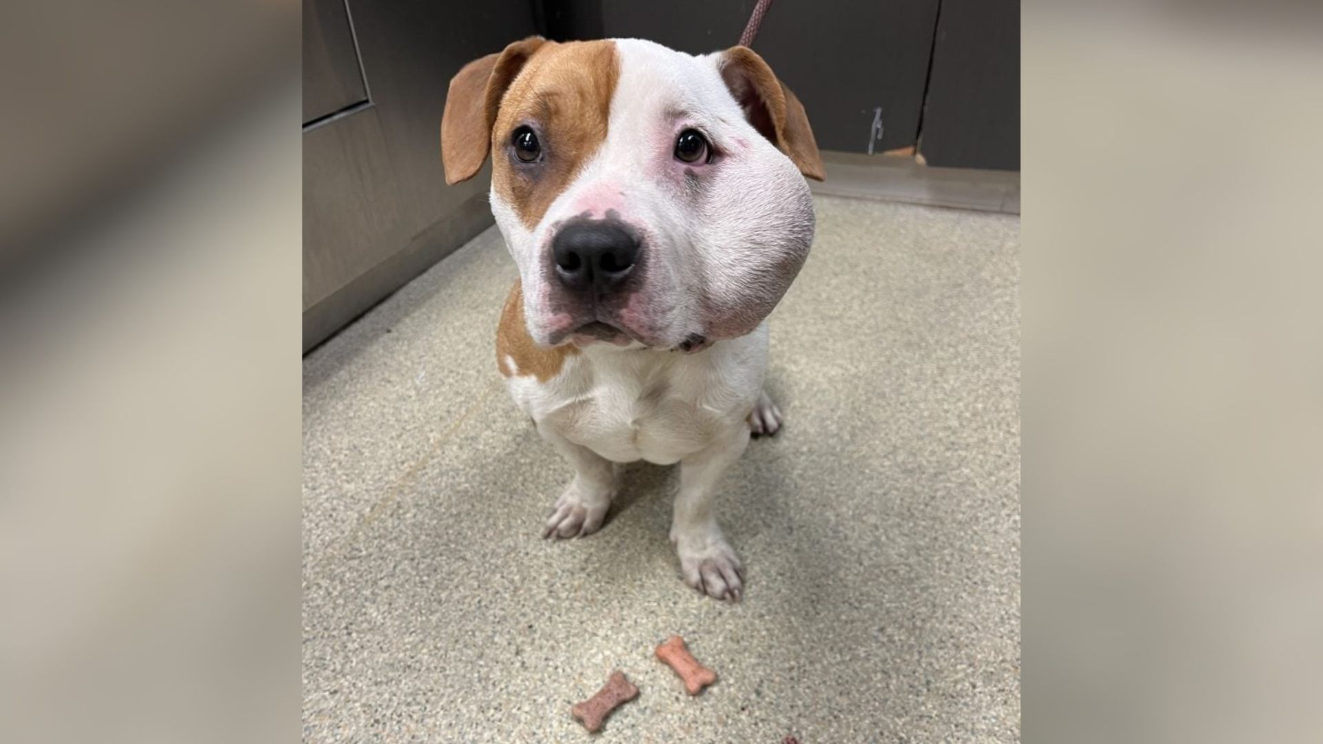 dog with swollen face