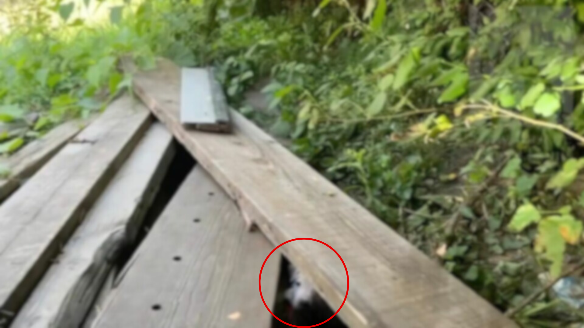 dog hiding under planks