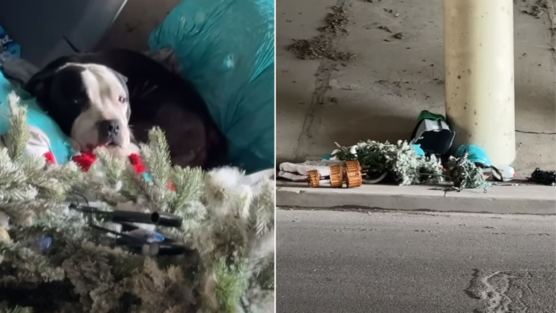 scared dog laying down