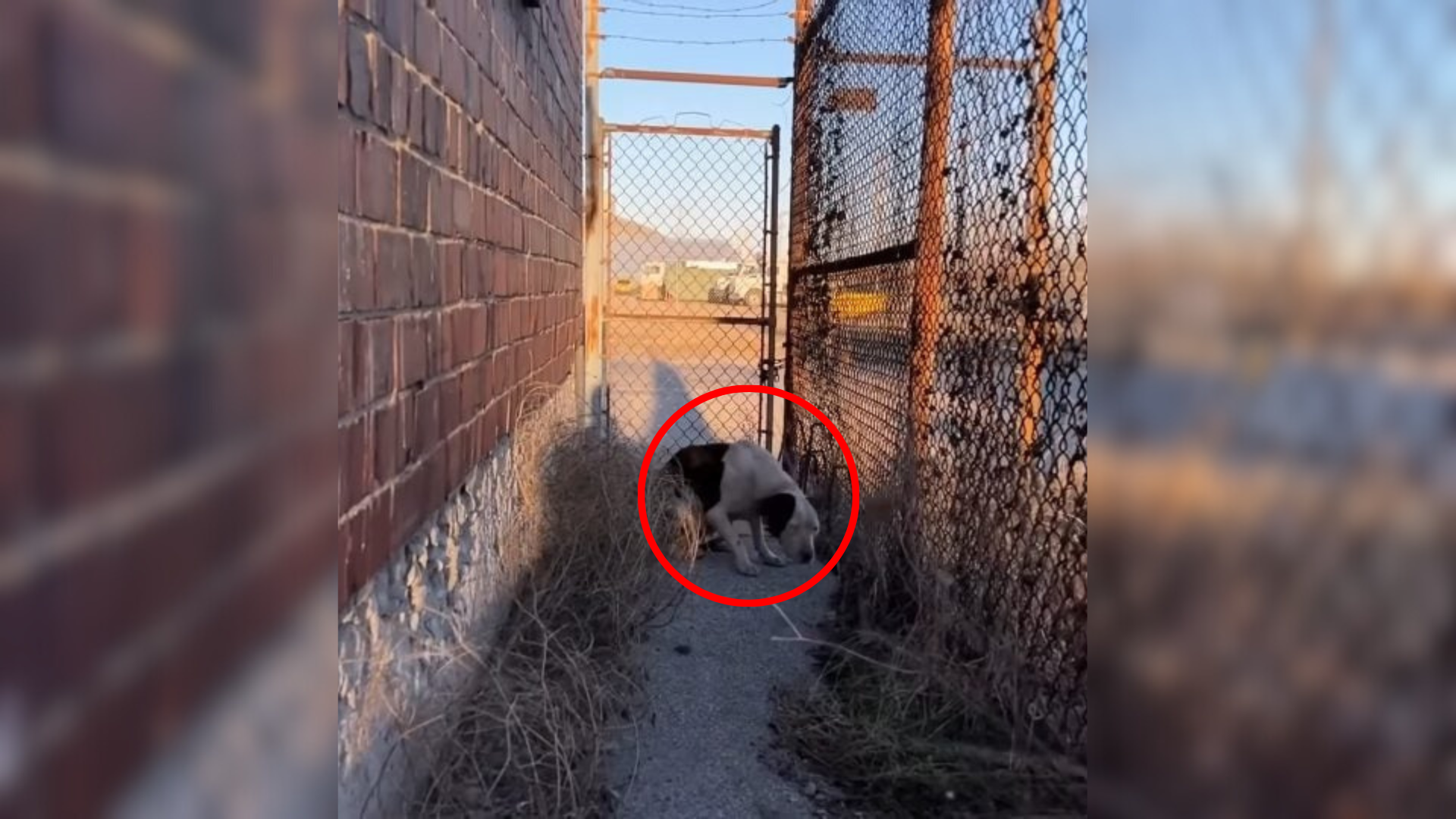 dog hiding near fence