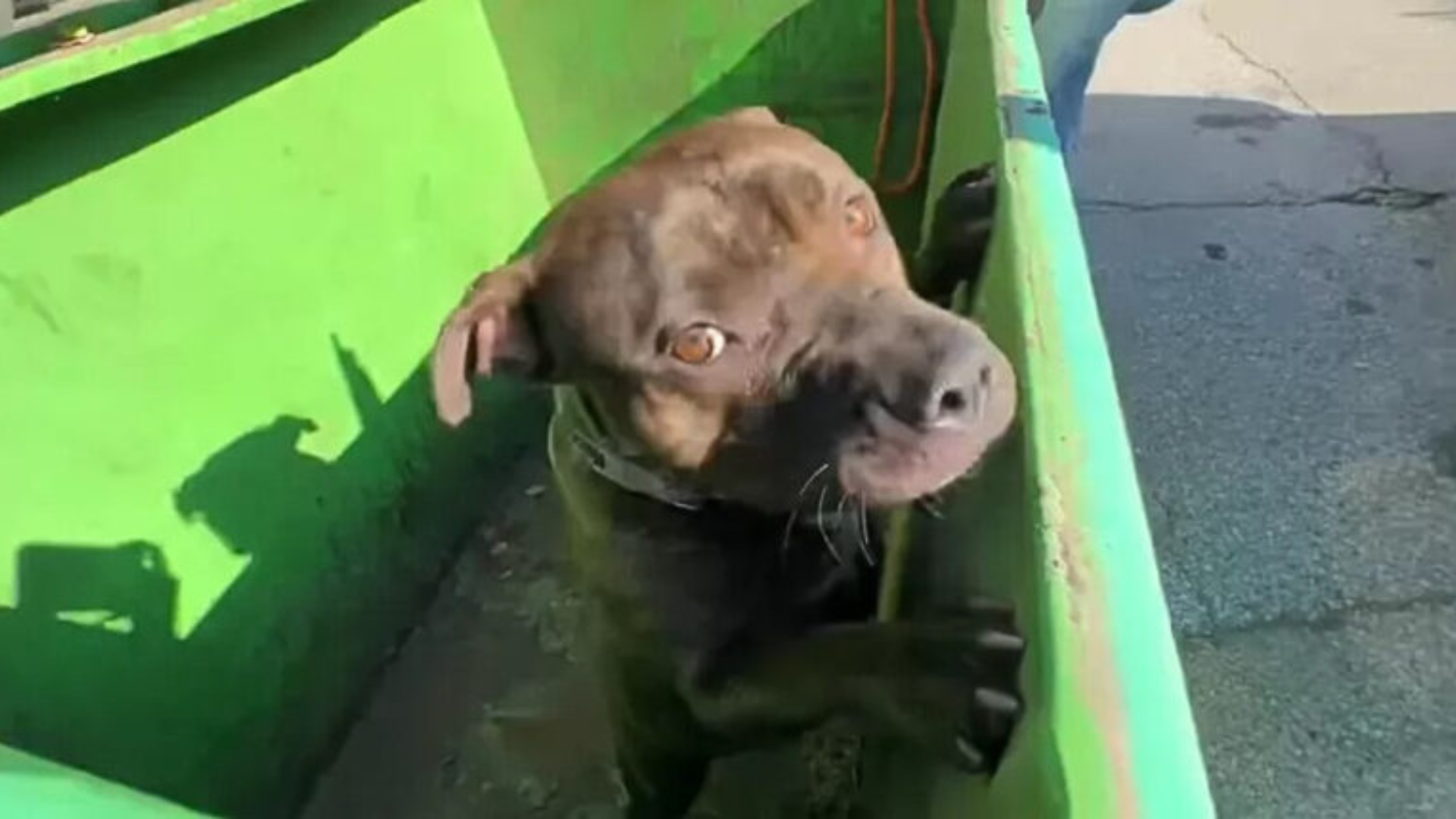 Missouri Rescuers Lift A Dumpster Lid And Find A Survivor Looking Up With A Wagging Tail
