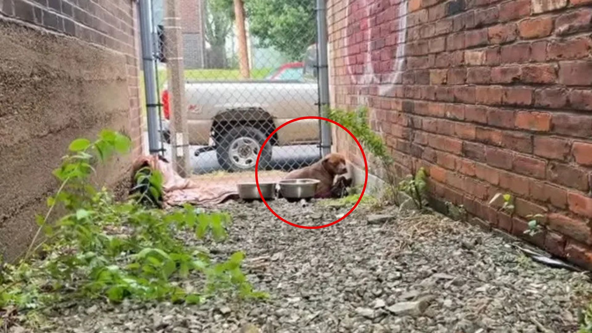 stray dog in alley