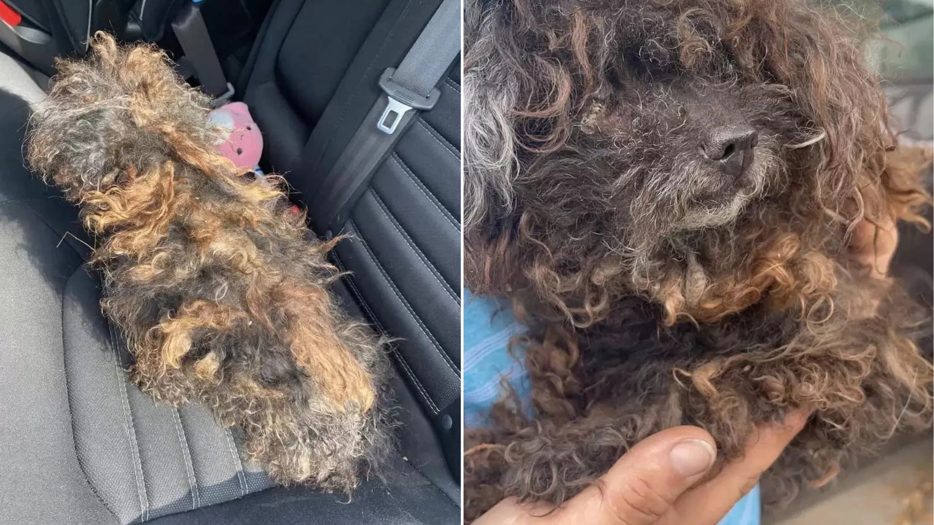 neglected senior dog