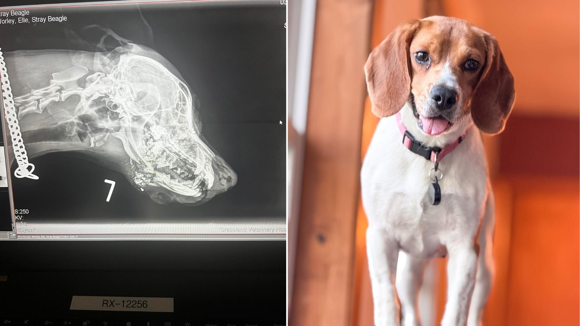x-ray of dog