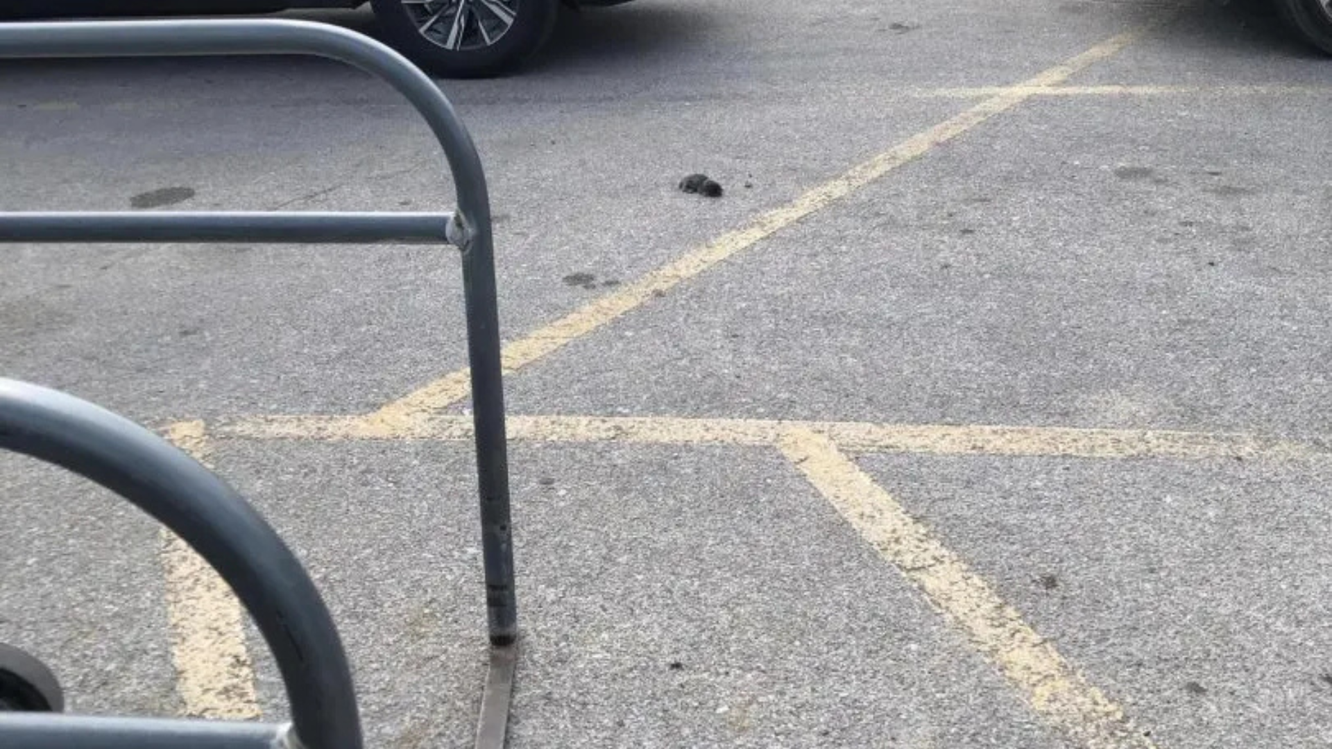 small animal in parking lot
