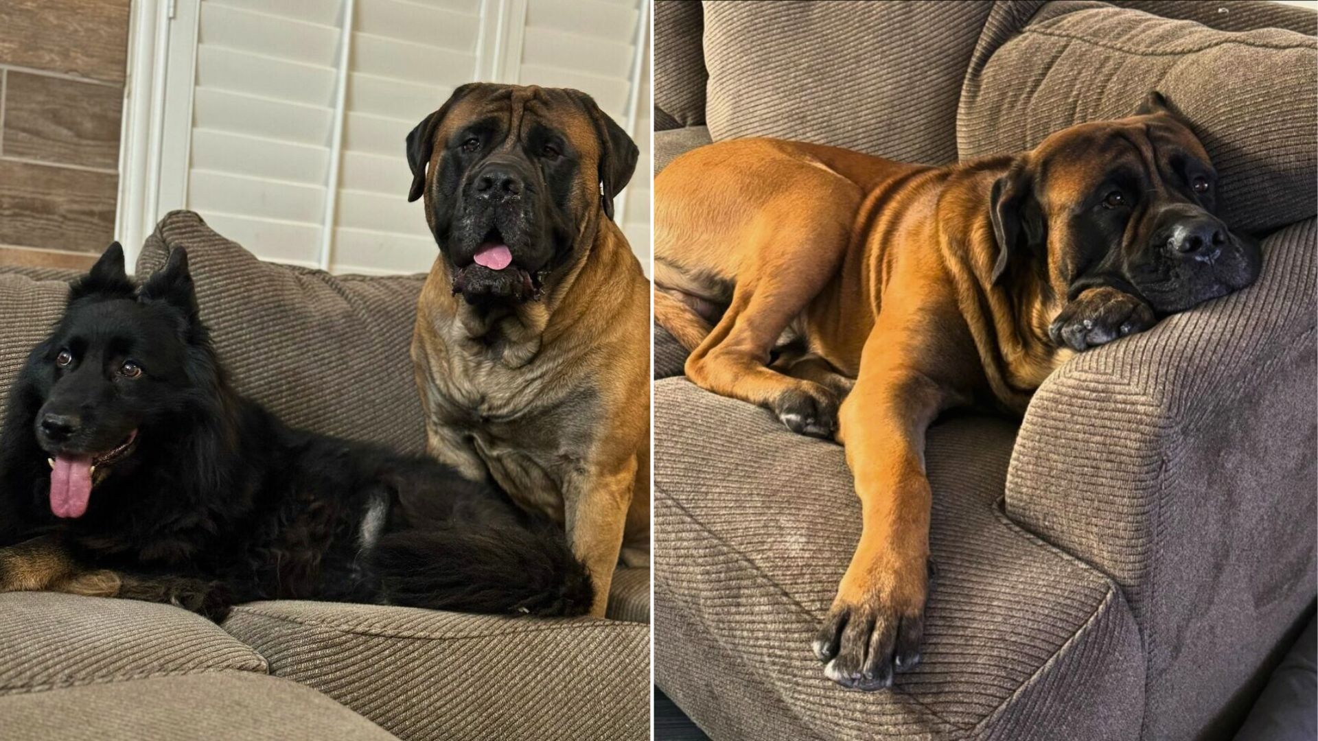 two sweet senior dogs