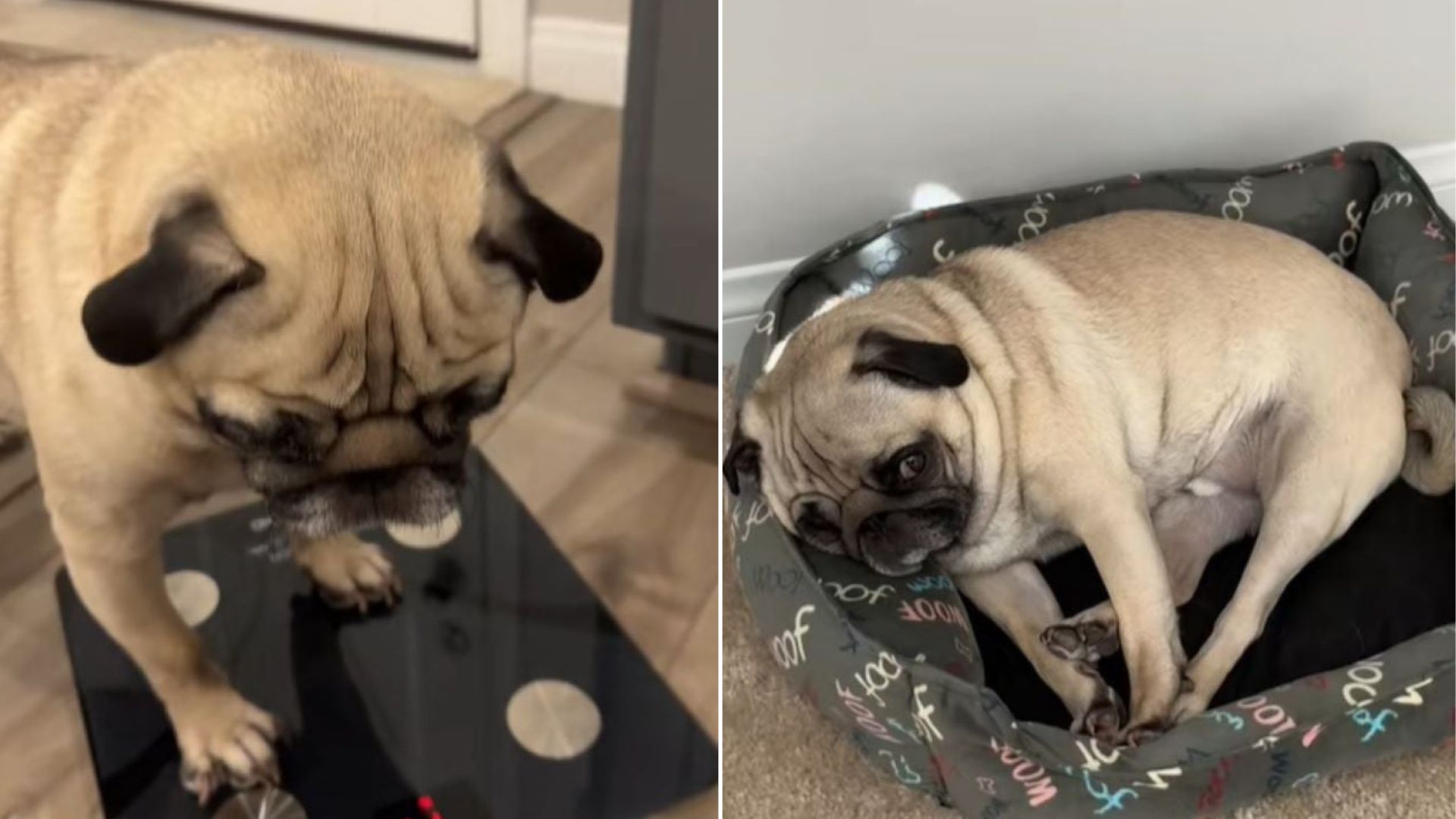 cute dog laying down