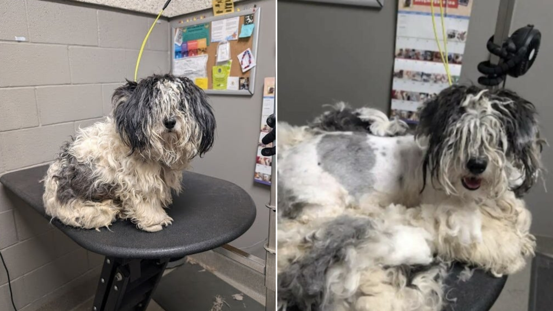 matted dog getting makeover