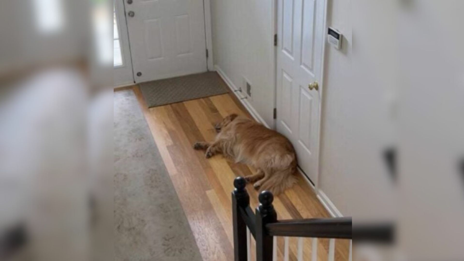 sweet Golden Retriever