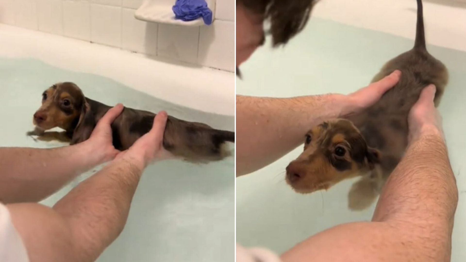 dog bathing
