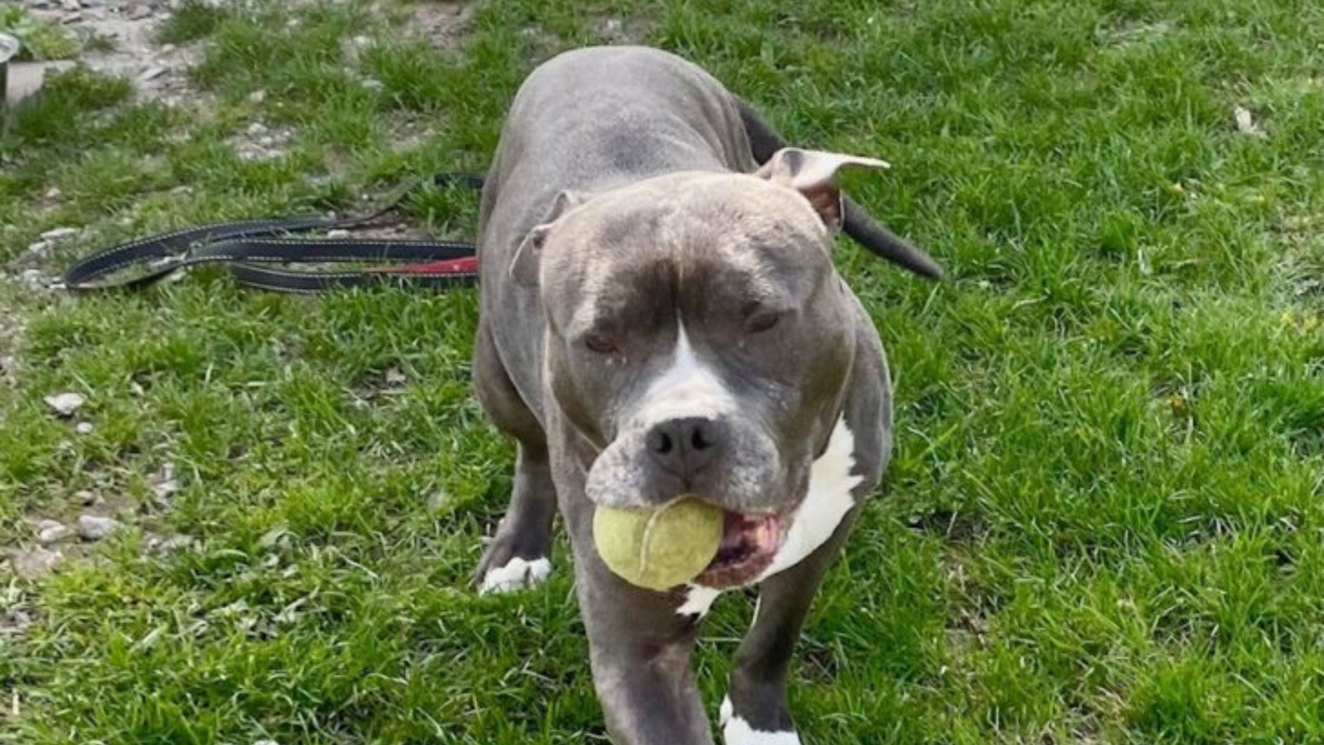 dog with tennis ball