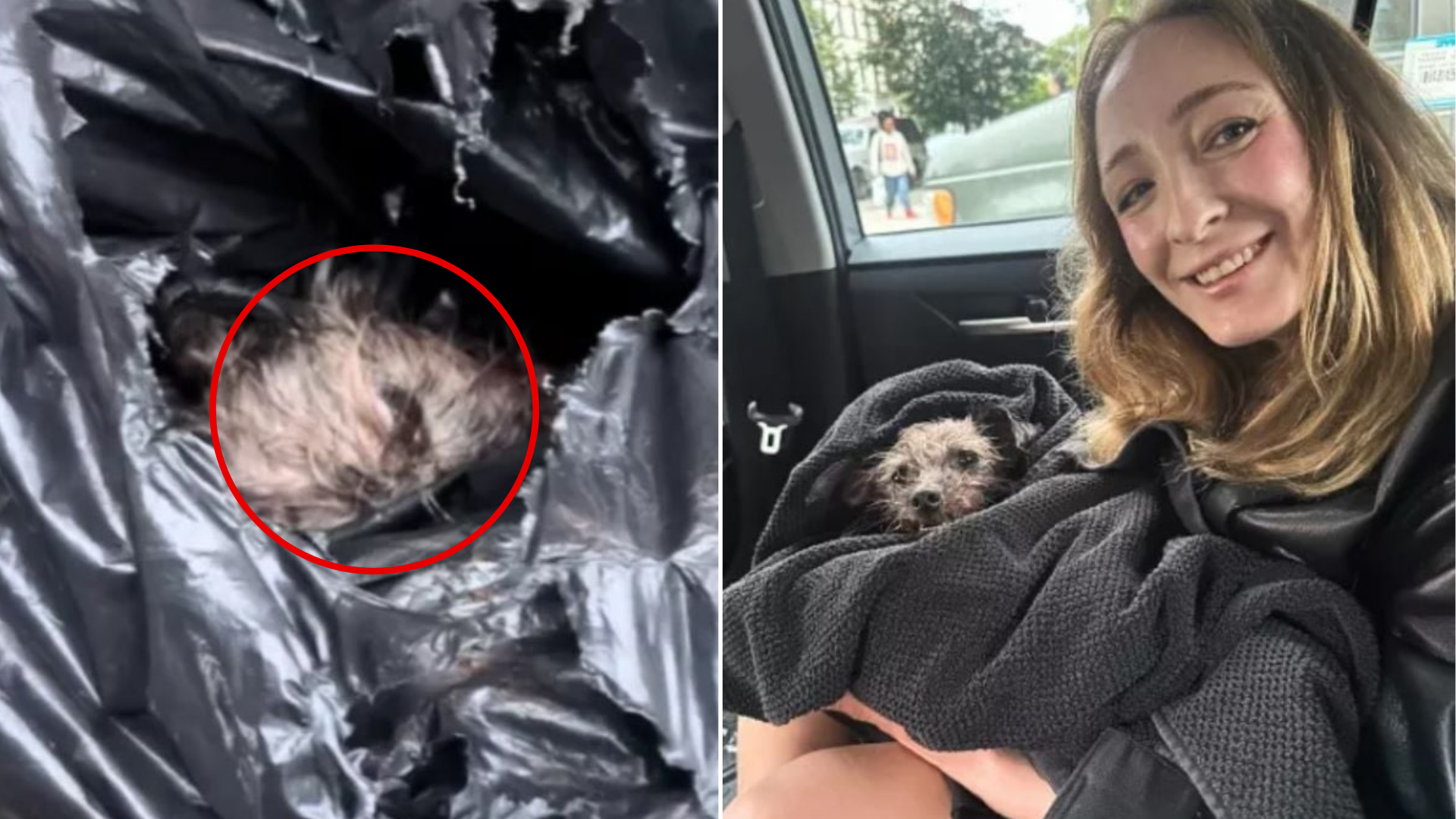 small dog found in trash