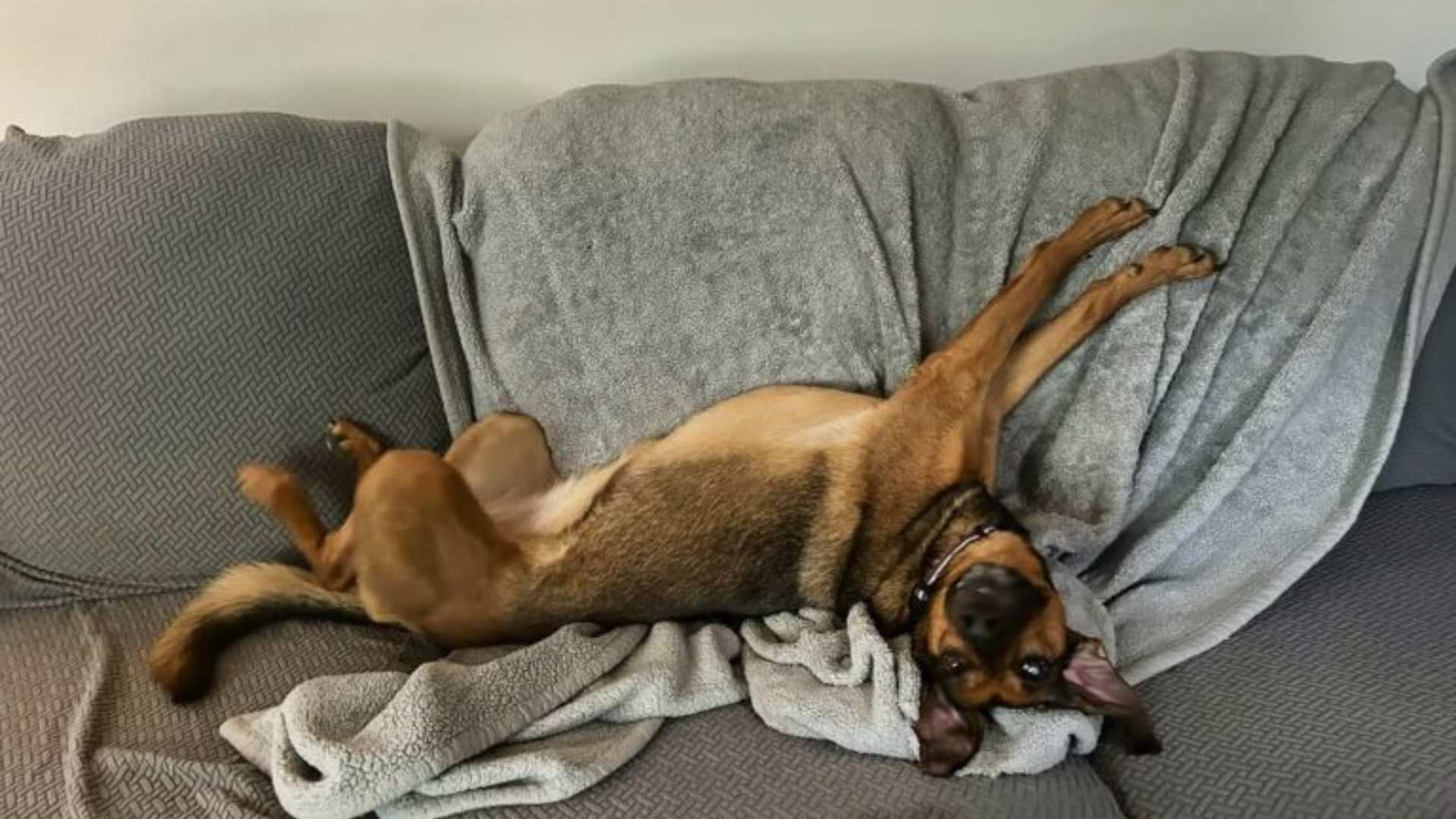 dog playing on couch