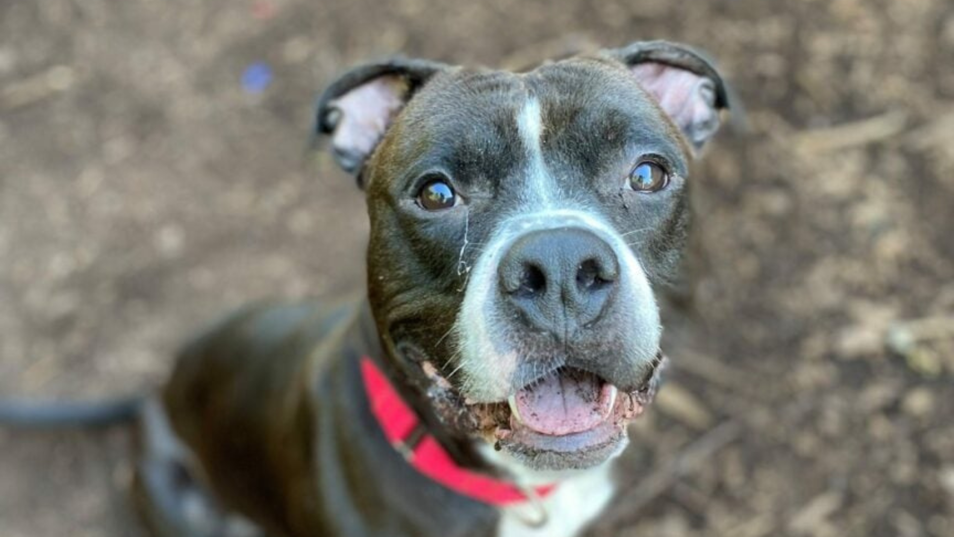 cute dog with red collar