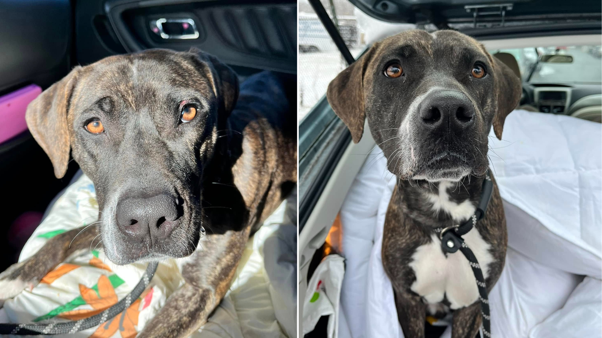 sad black and white dog