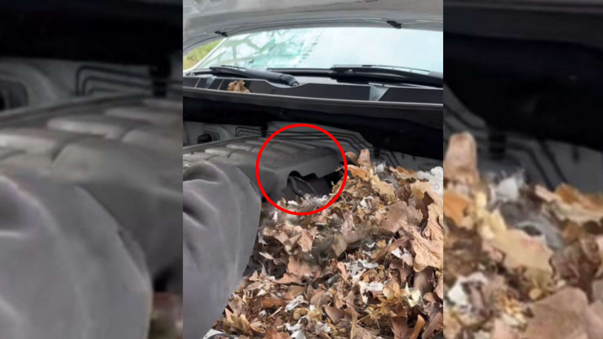 animals hiding inside car
