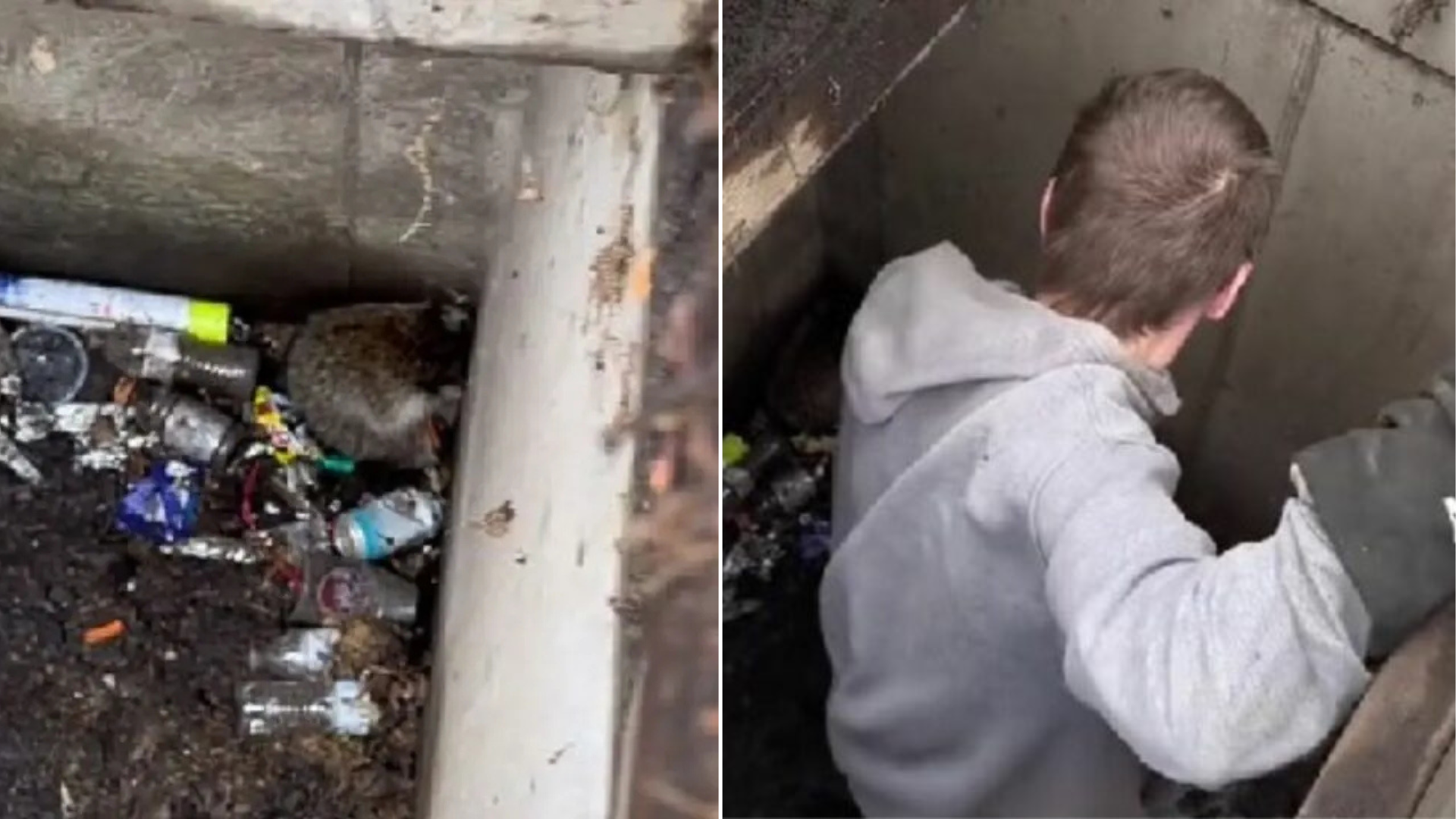 animal stuck in drain