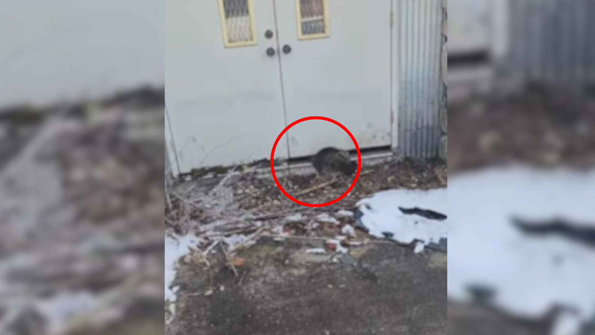 New York Pastor Arrives For Morning Duties And Finds Tiny Stranger ...