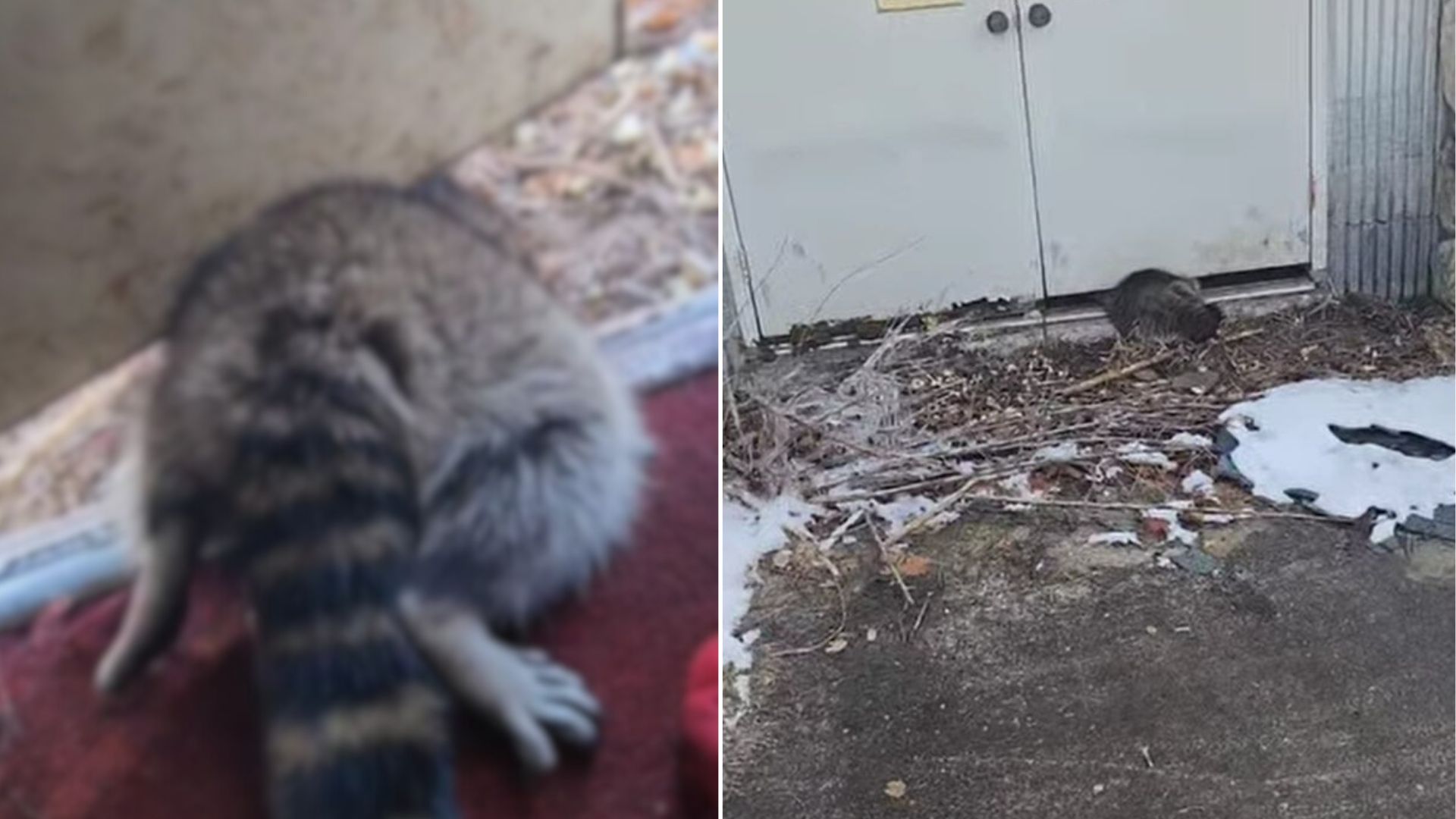 helpless raccoon