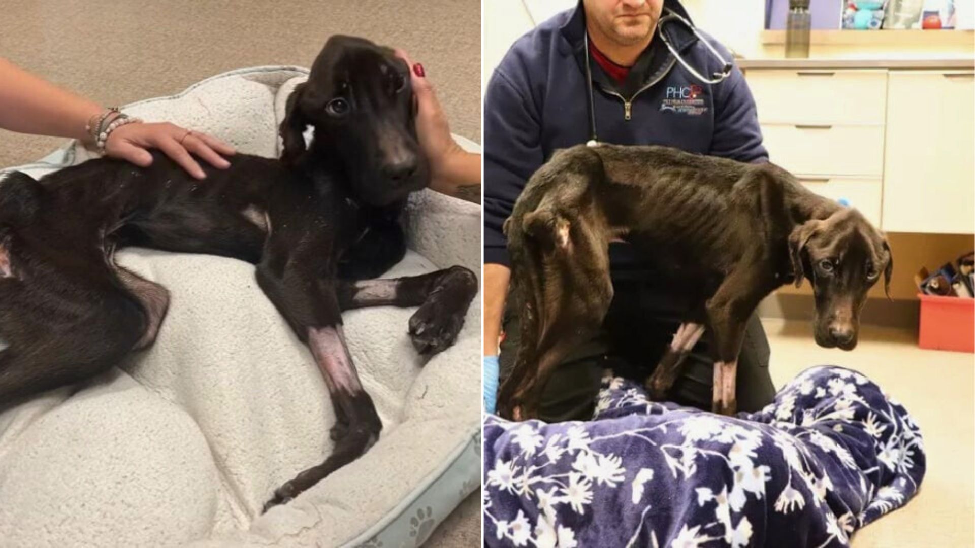 man and dog in bad condition