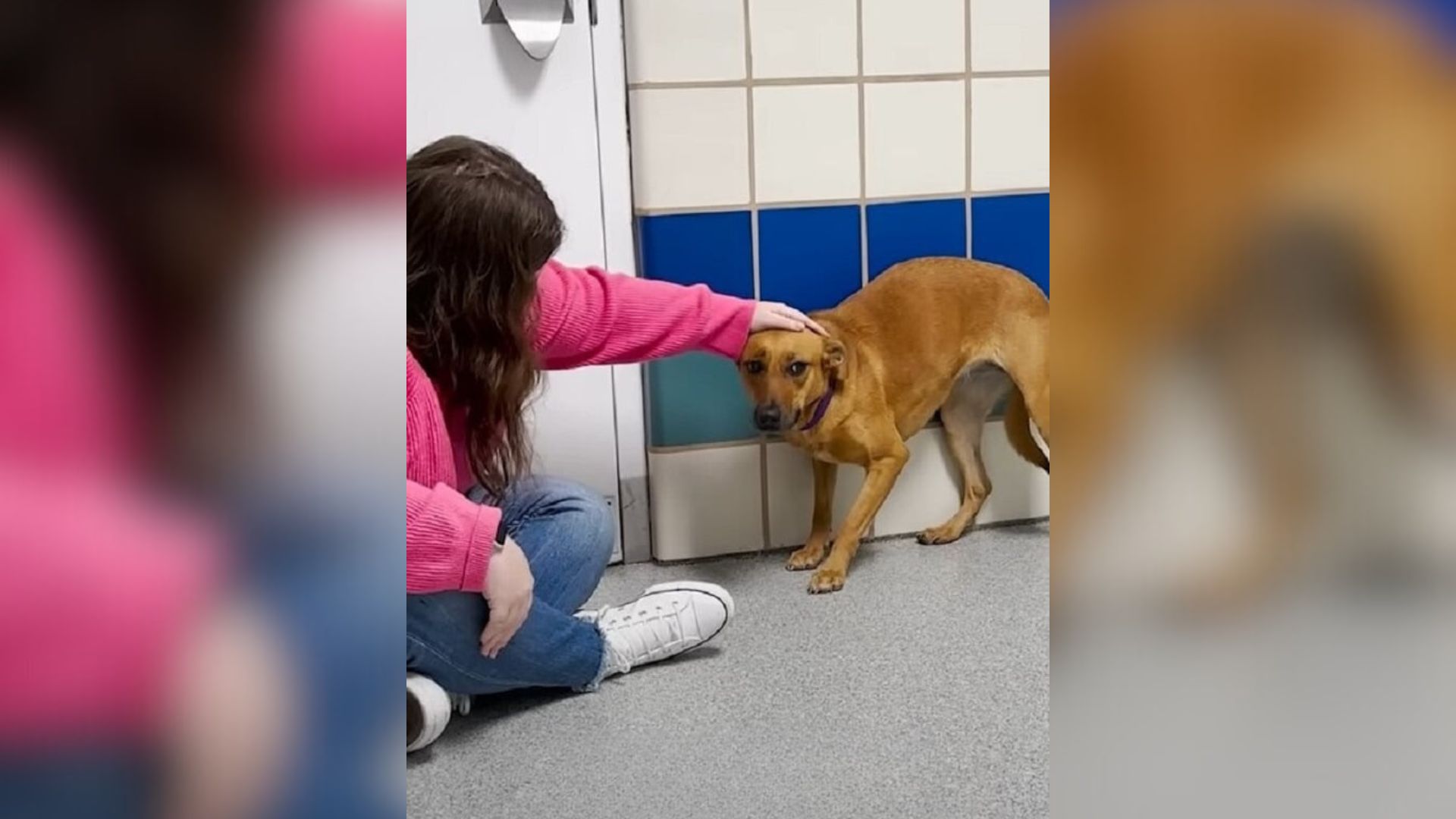 woman petting a dog
