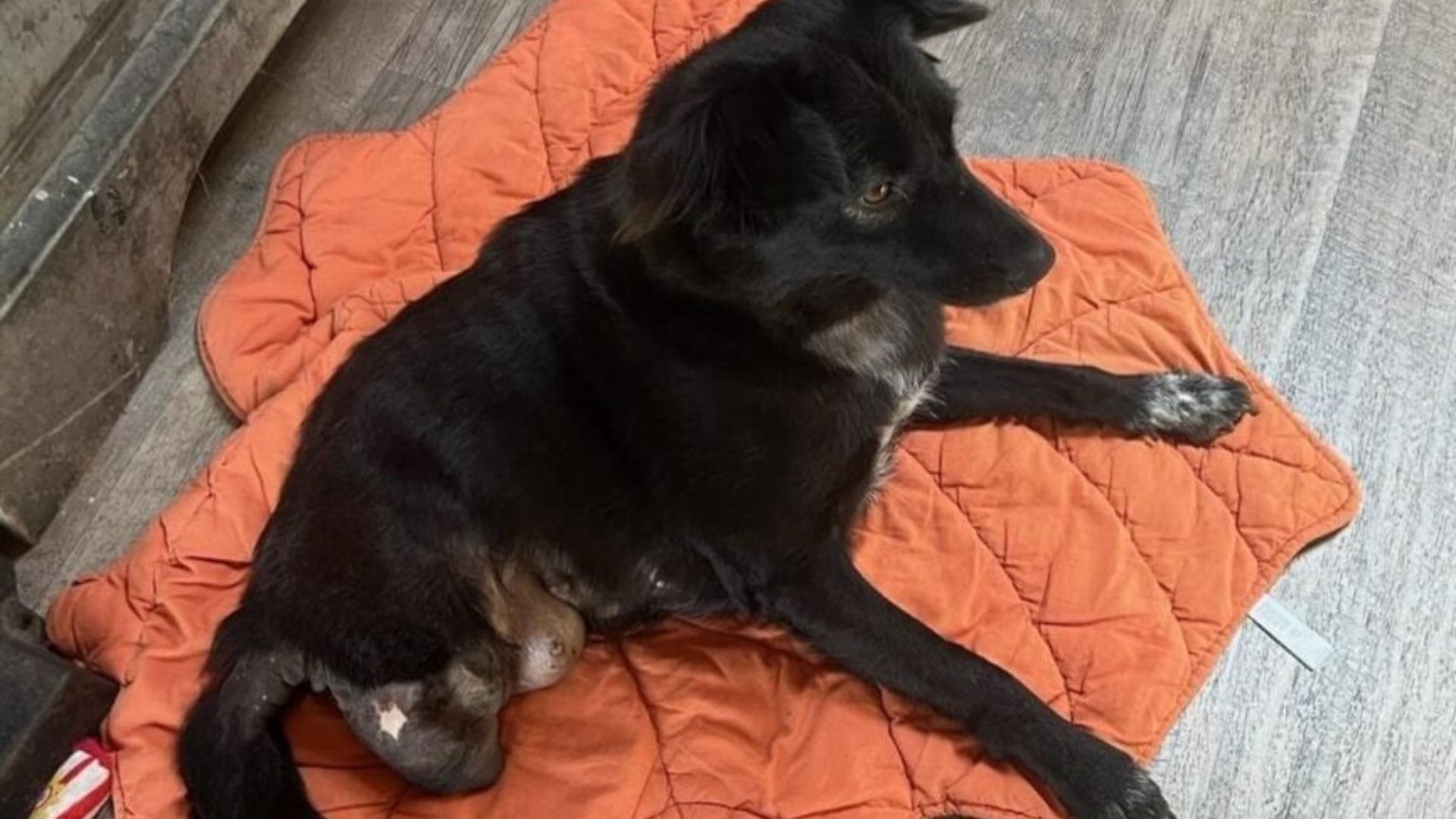 cute black puppy laying down