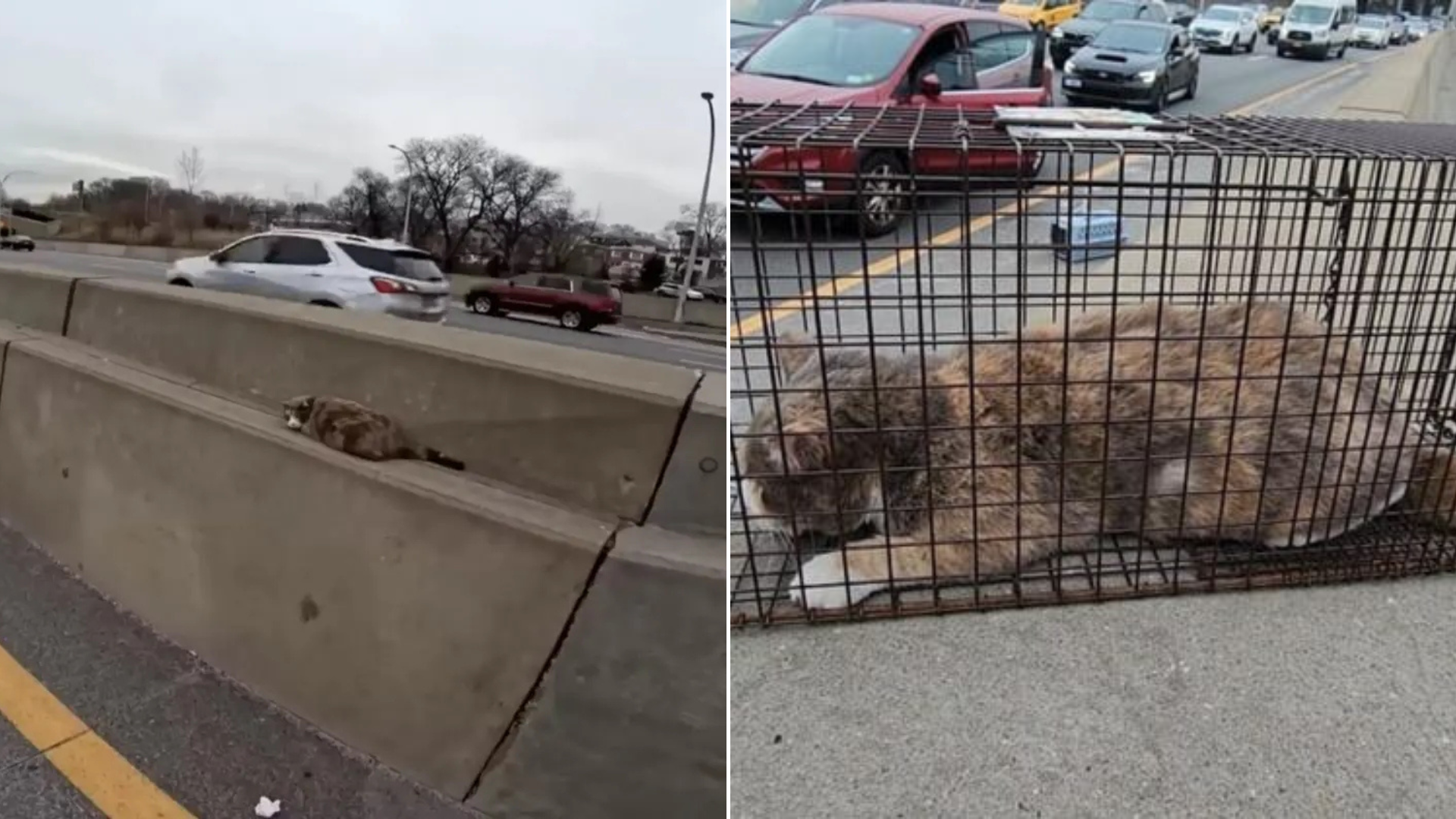 dog stuck on highway
