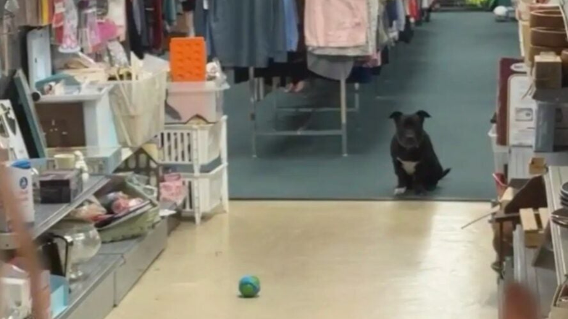 dog in a store