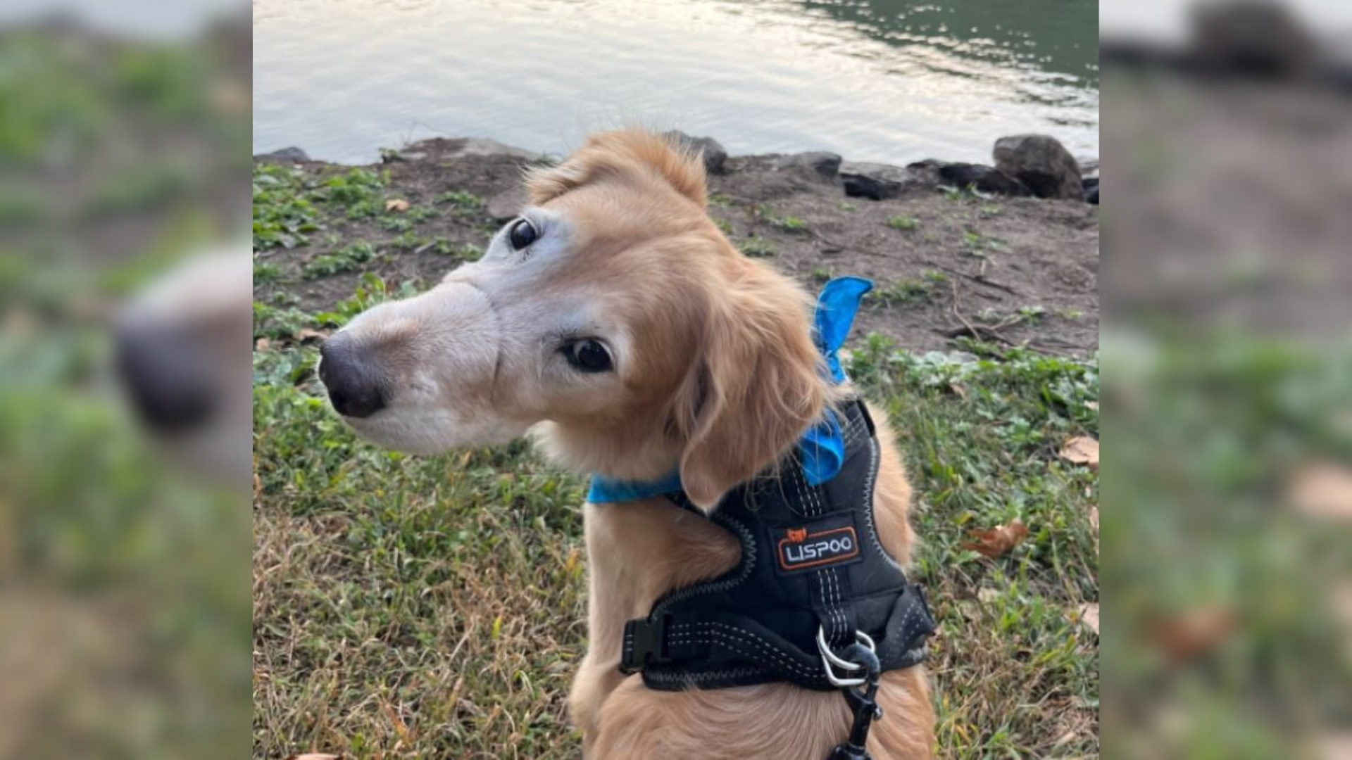 dog with scar on nose
