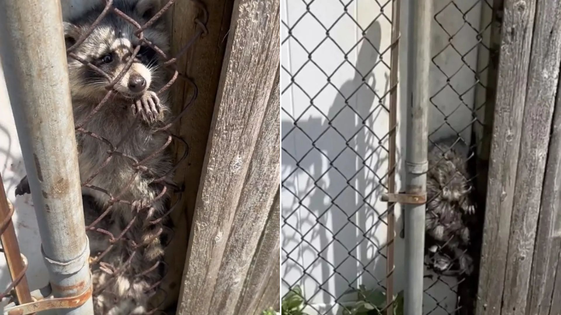 trapped raccoon