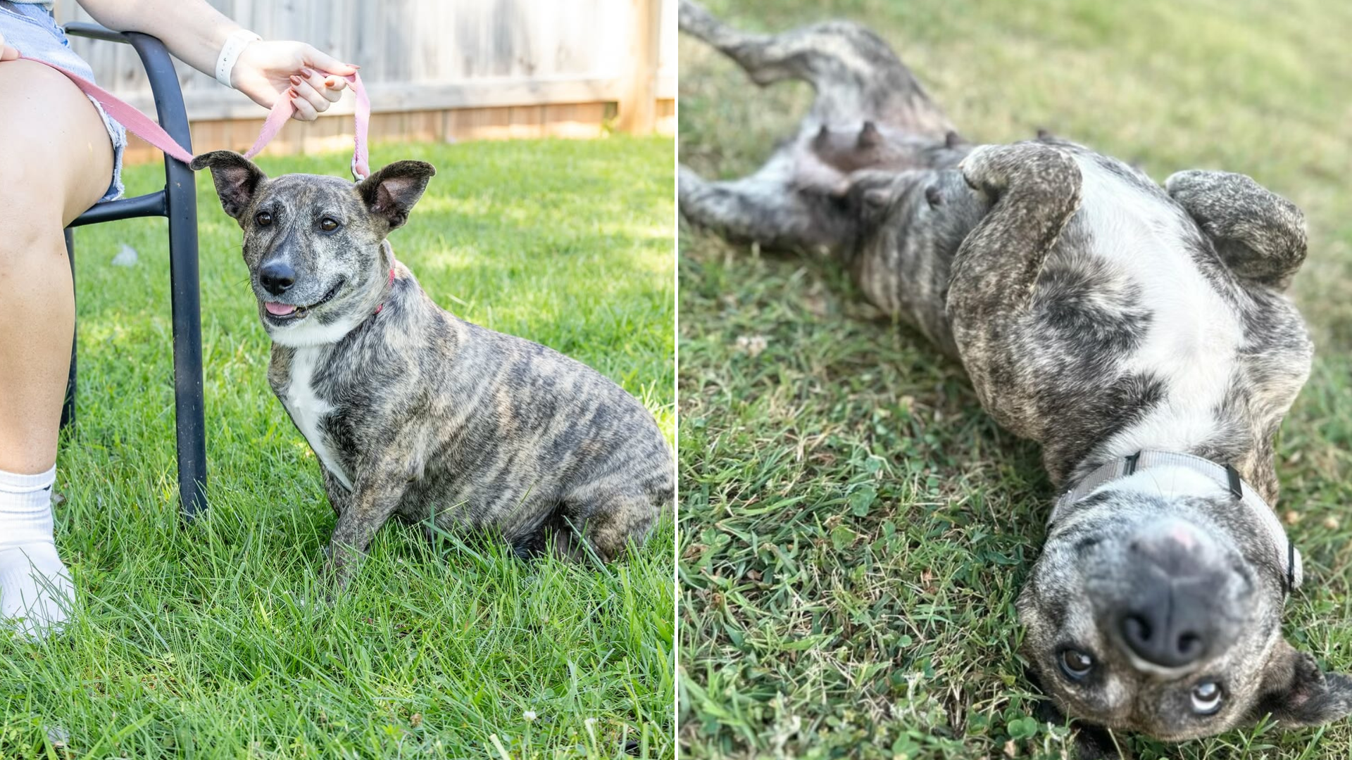 cute small dog on grass