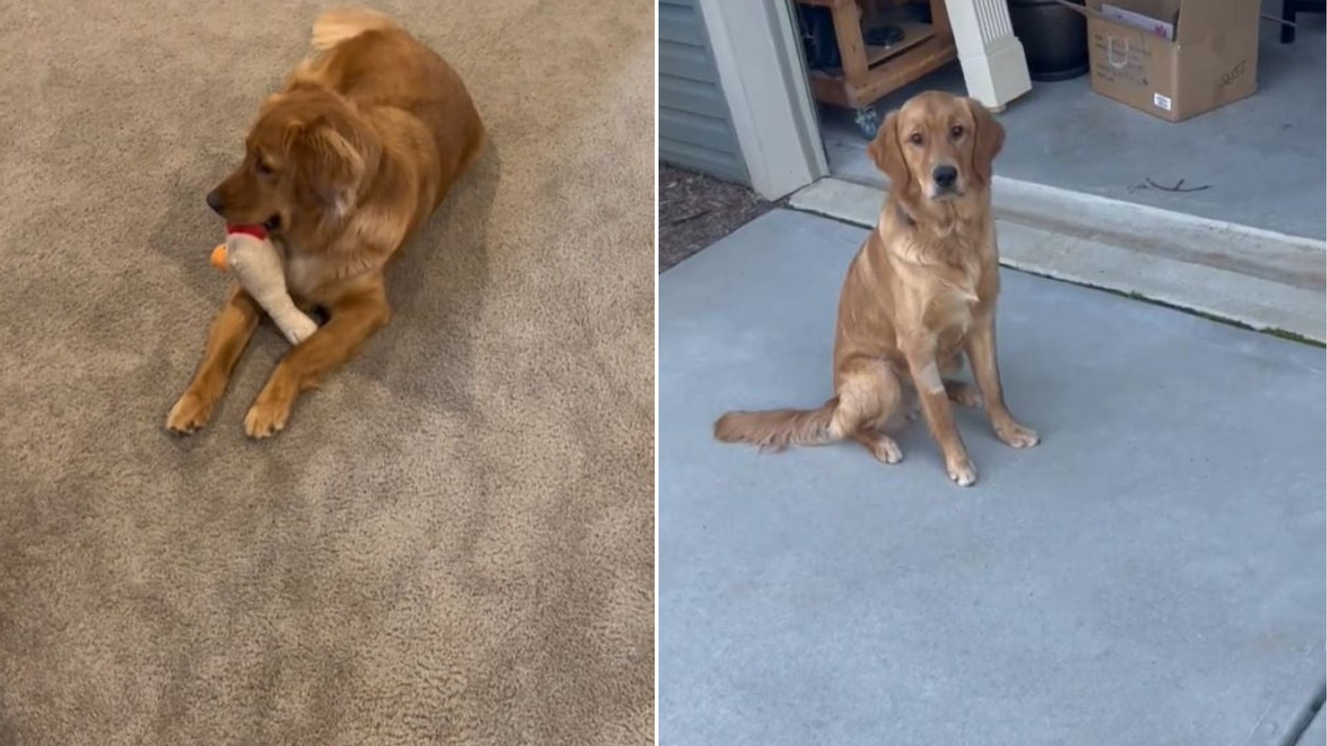 sweet Golden Retriever