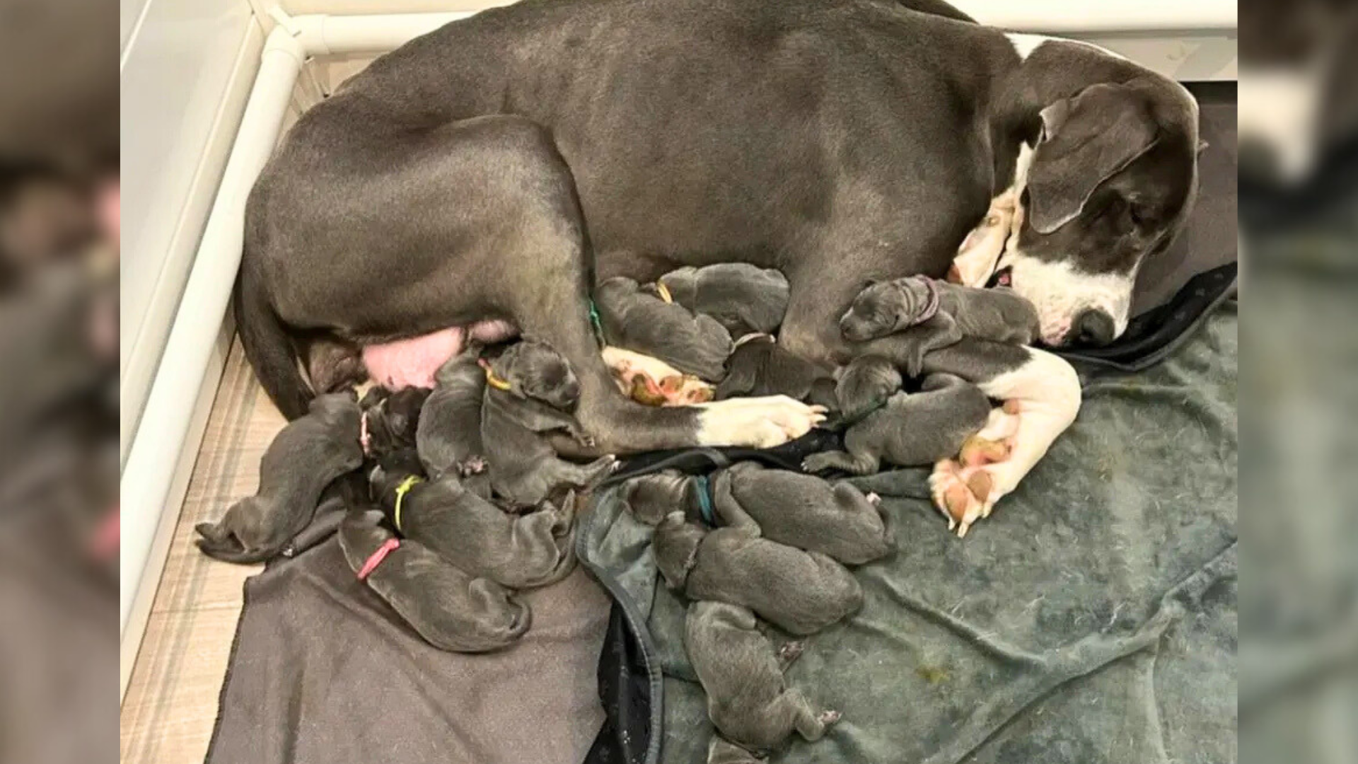 mama dog with huge litter