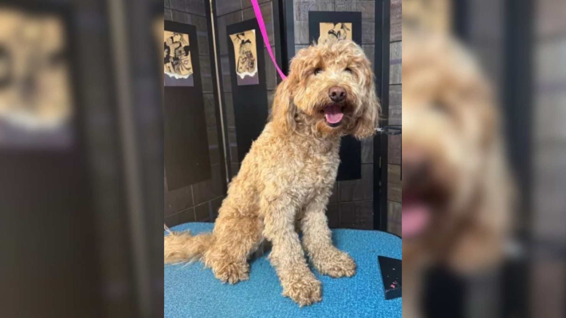 dog ready for grooming