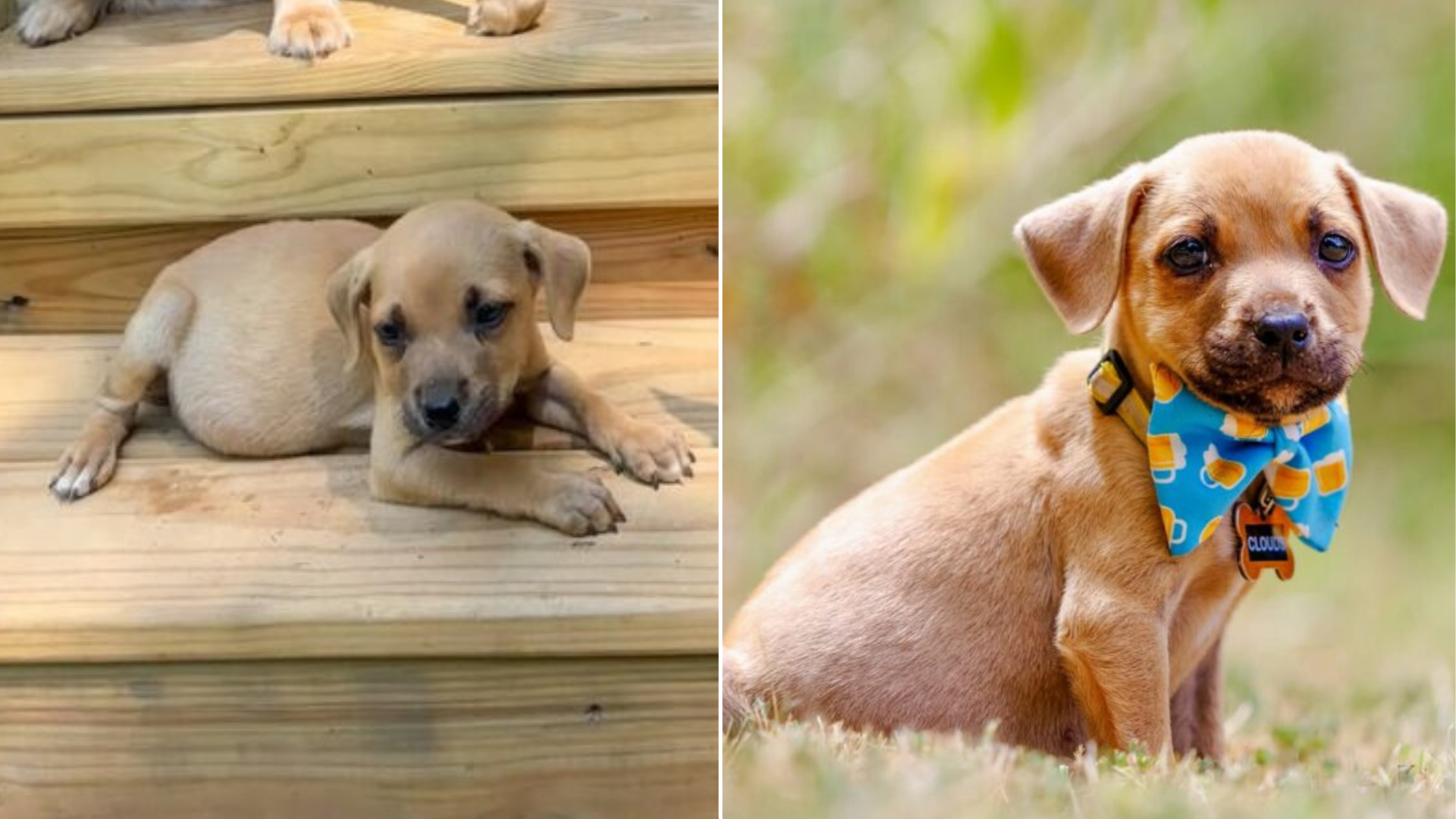 cute small puppy with bow tie