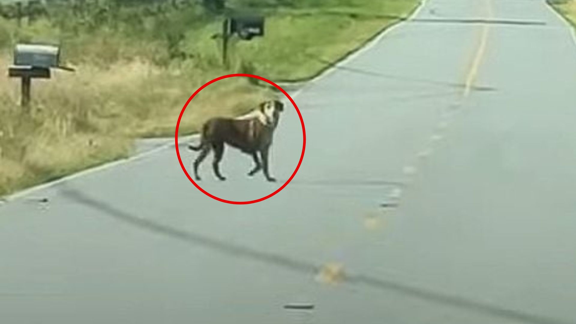 dog on road