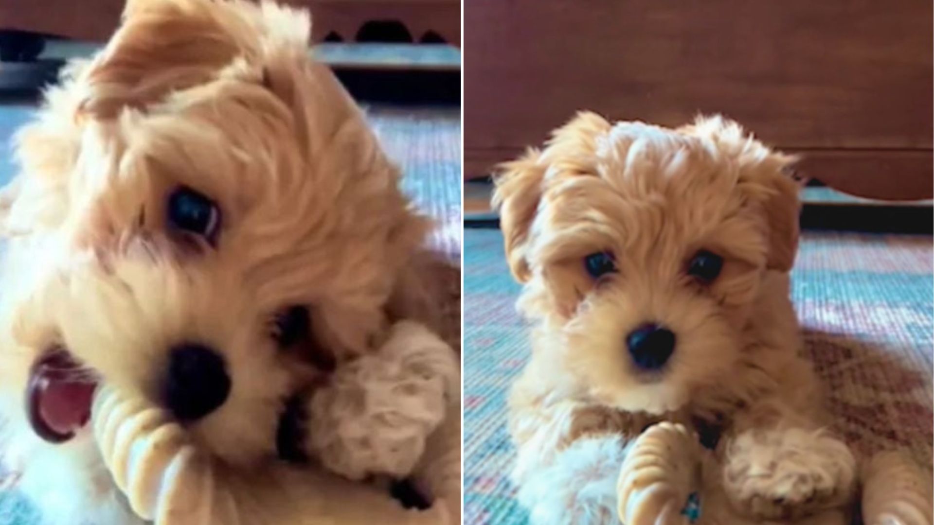 cute tiny dog in room