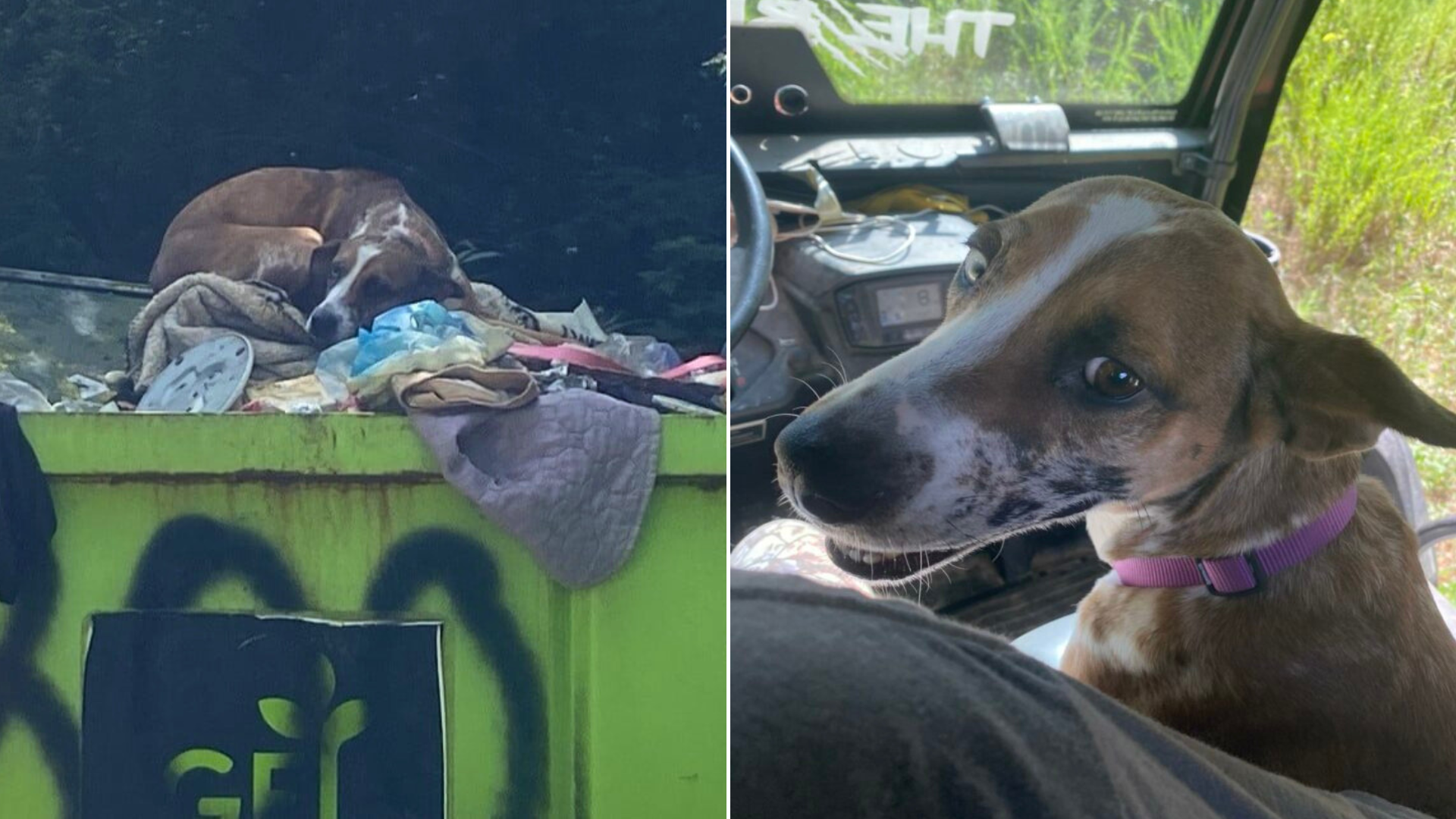 dog thrown in trash