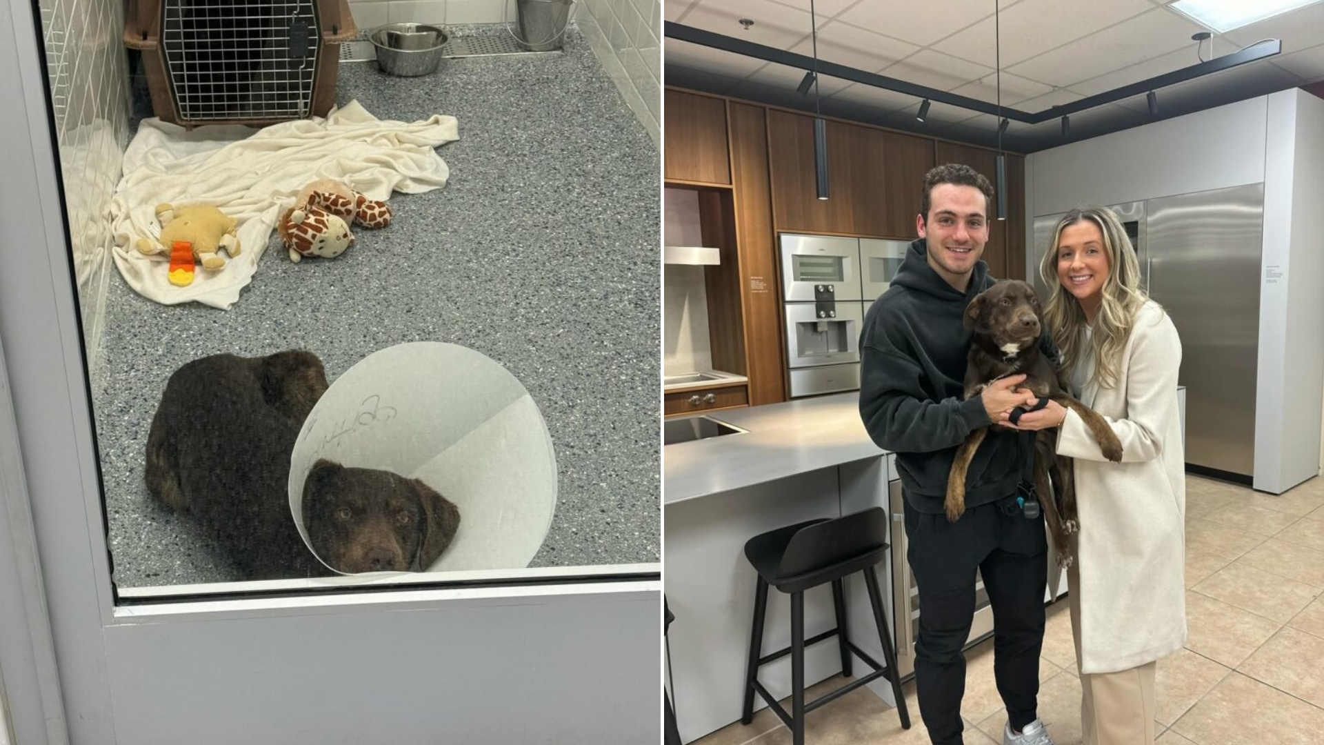 dog adopted from shelter by couple
