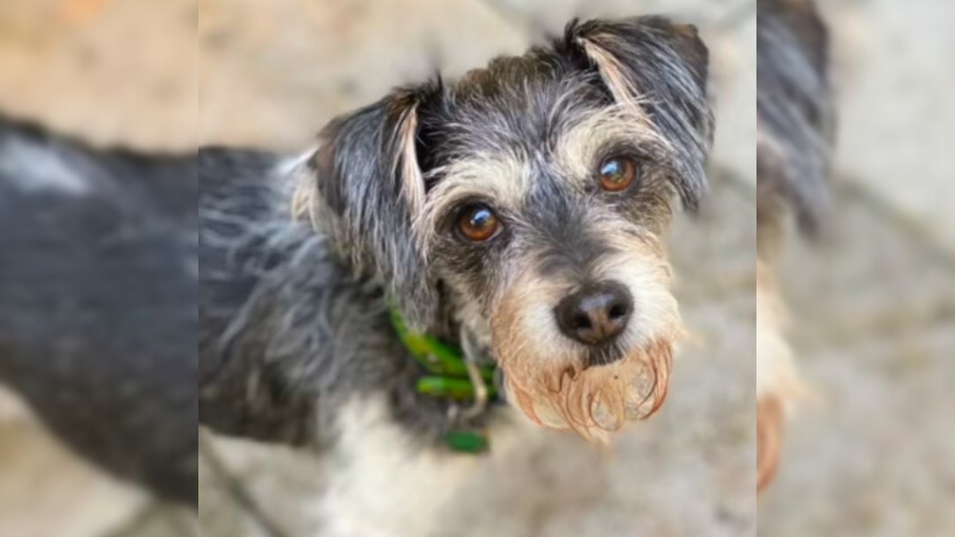 cute dog with brown eyes