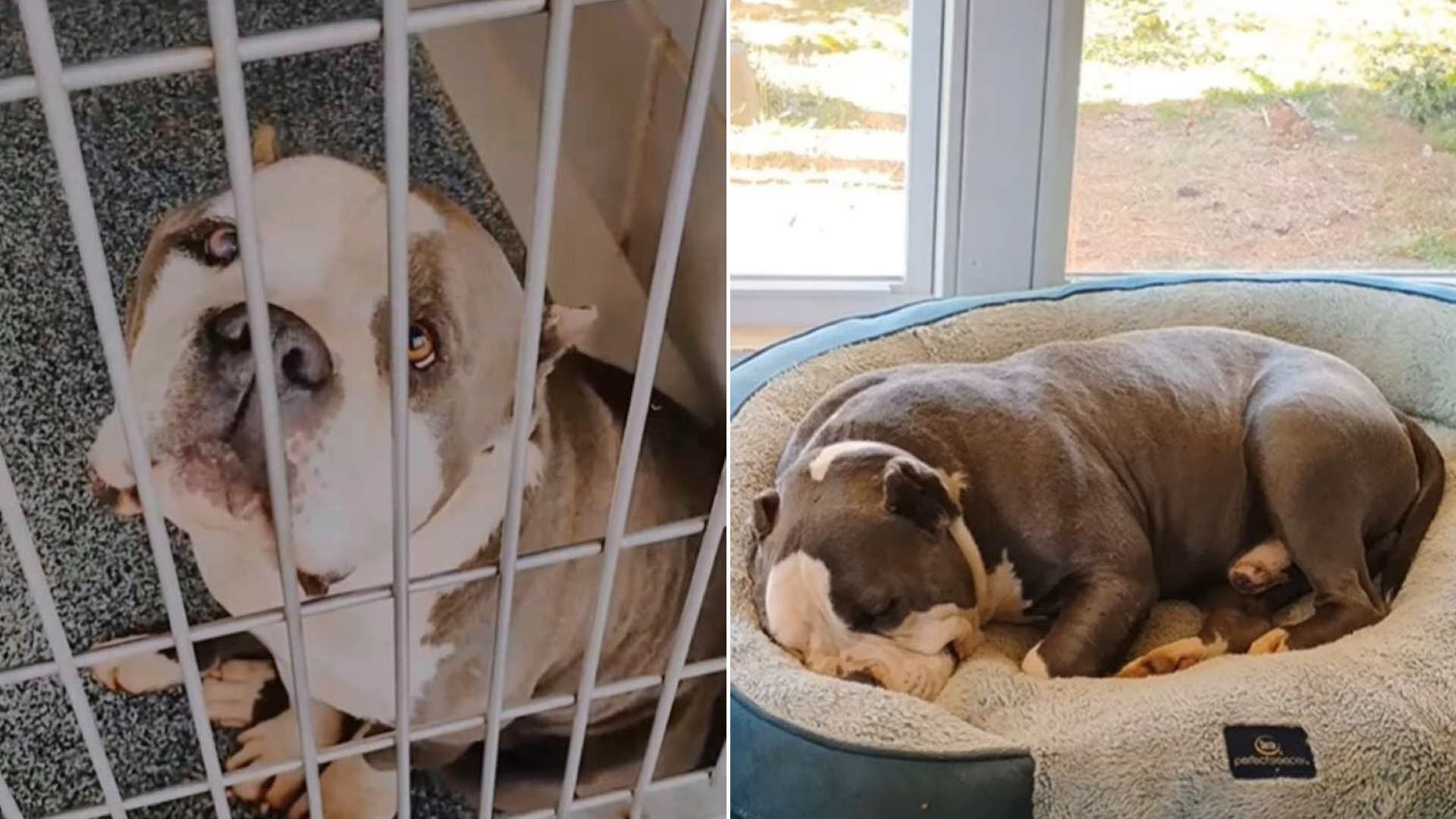 dog in a cage and in dog bed