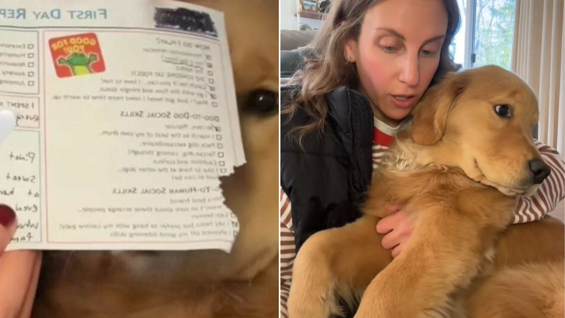 cute Golden Retriever