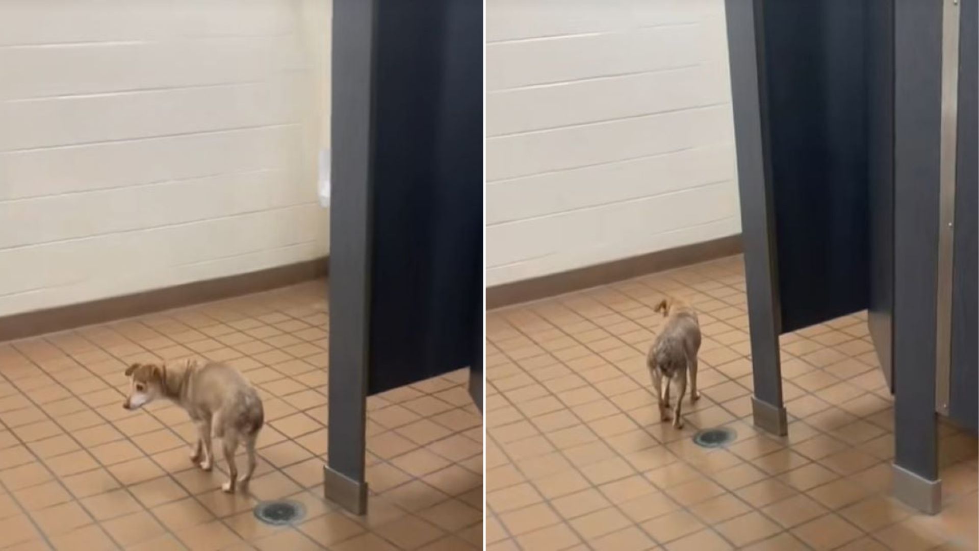 tiny puppy in school