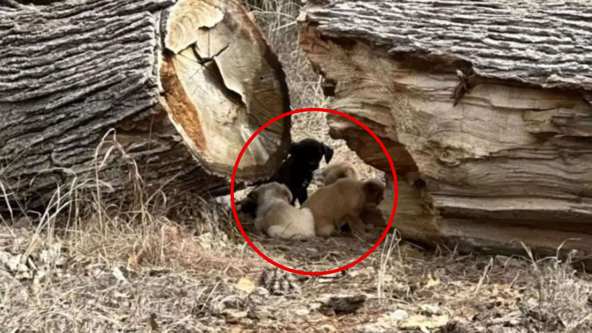 puppies near fallen tree