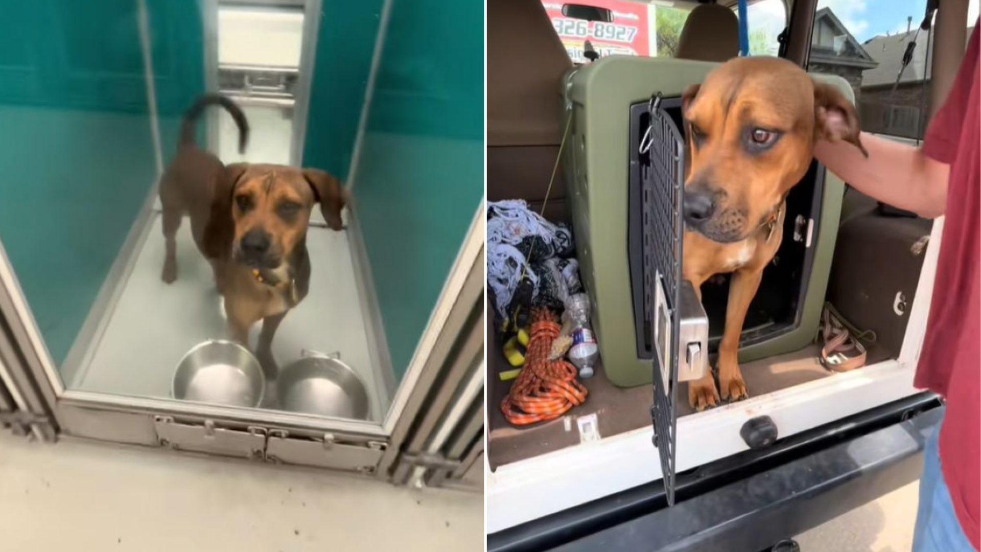 dog in shelter kennel taken away