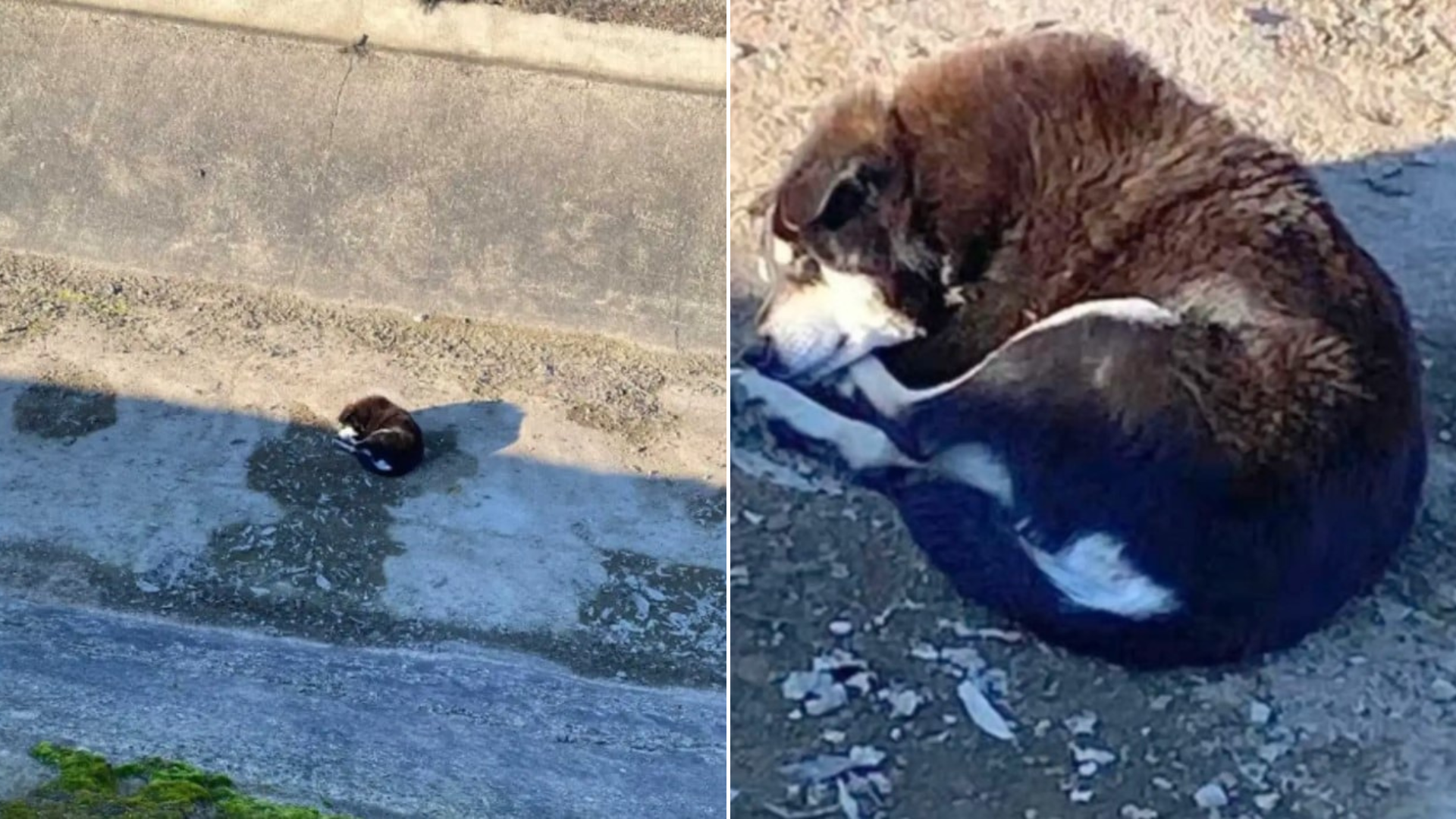 dog trapped in canal