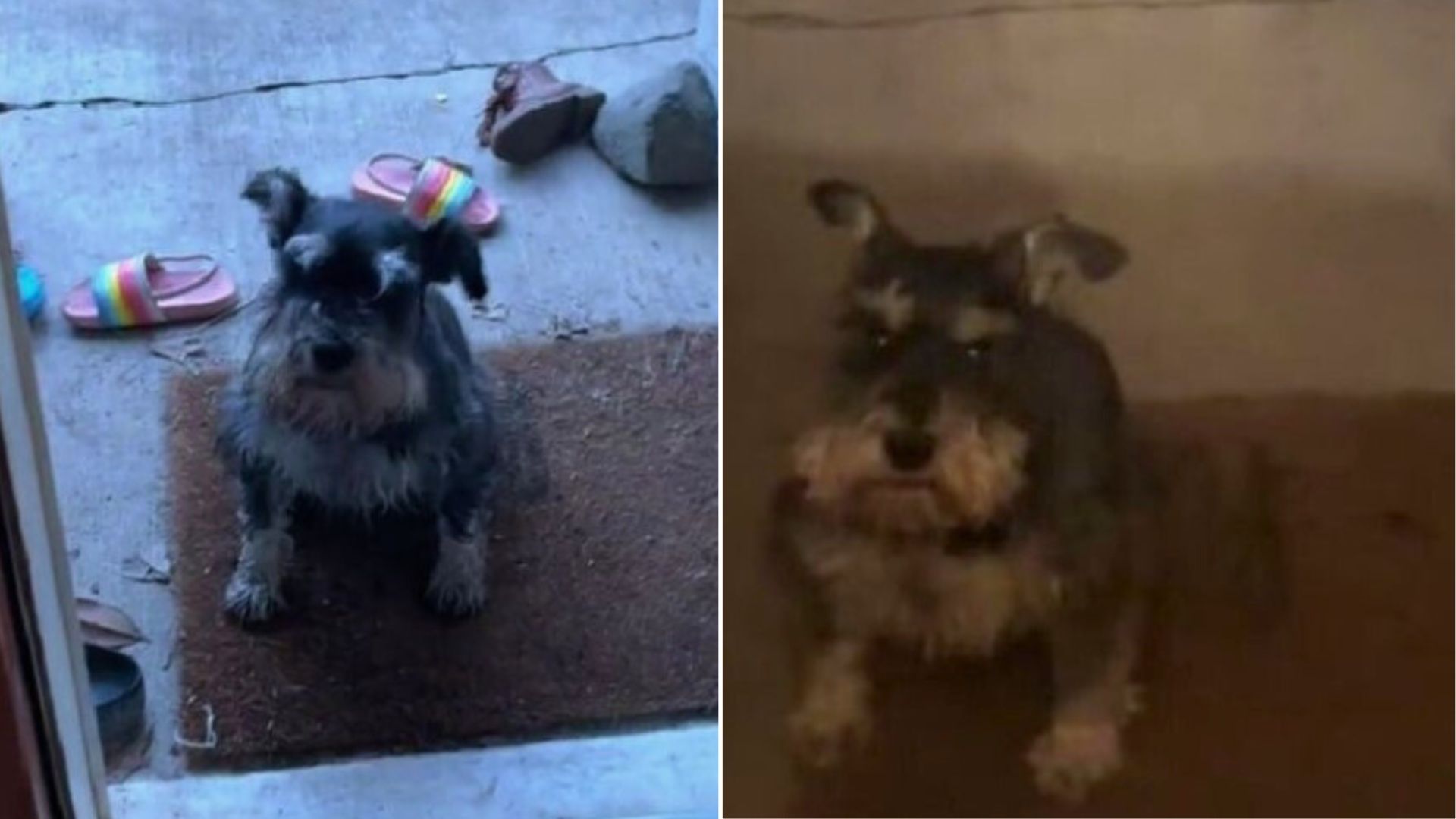 cute dog sitting down