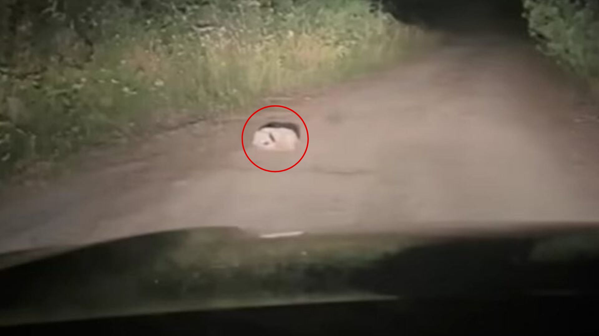 dog on road