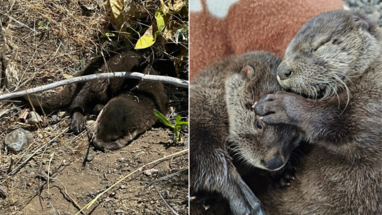 baby otters