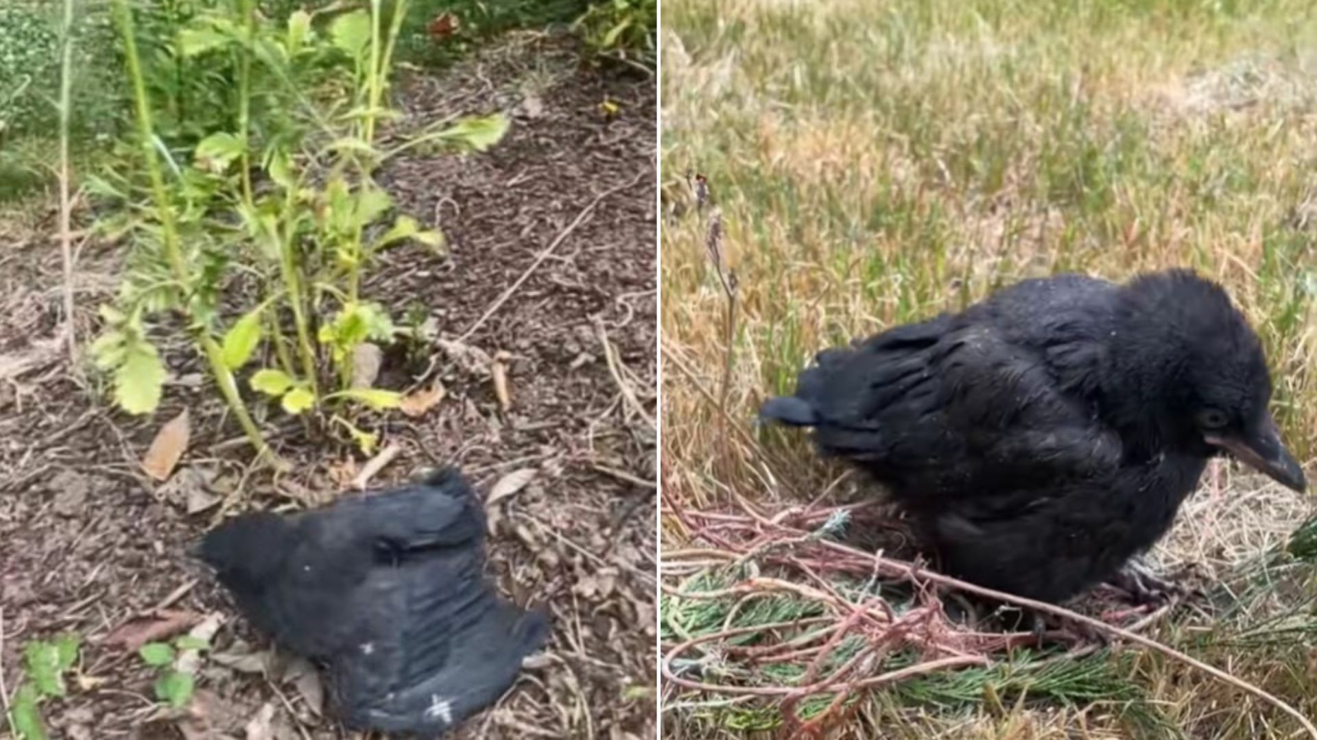 injured baby crow